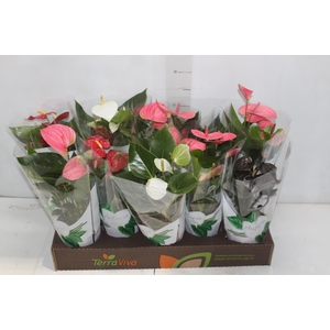 ANTHURIUM VARIADO P12