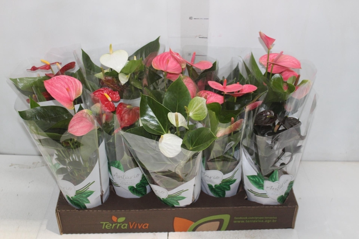 <h4>ANTHURIUM VARIADO P12</h4>