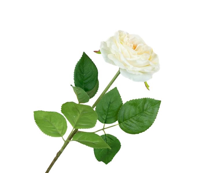 Rosa Wedding Cream