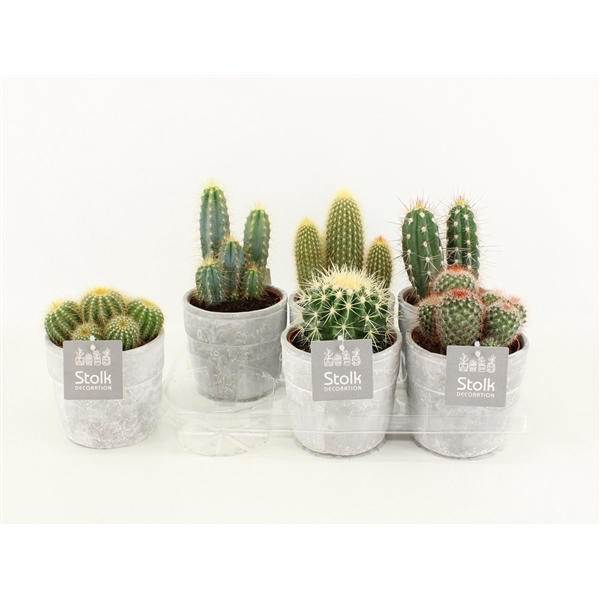 <h4>Cactus Mix In Stone look pot</h4>