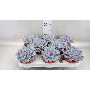 Echeveria   ...