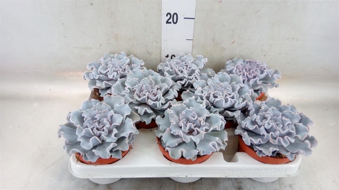 <h4>Echeveria   ...</h4>