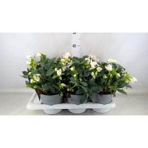 Helleborus niger 'Jasper'