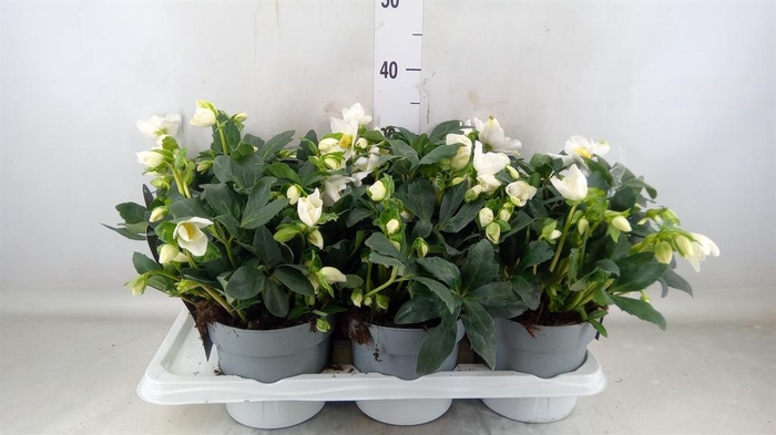 <h4>Helleborus niger 'Jasper'</h4>
