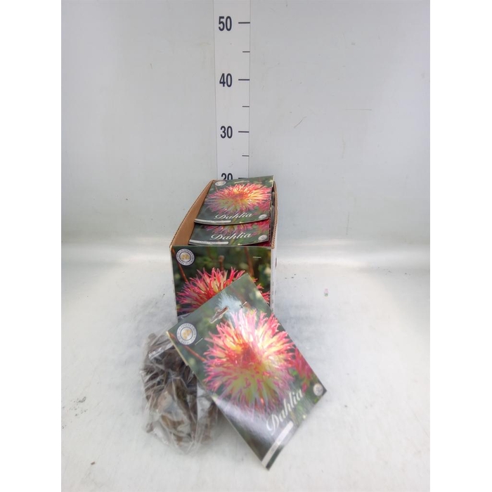 <h4>Dahlia   ...flowerbulbs</h4>