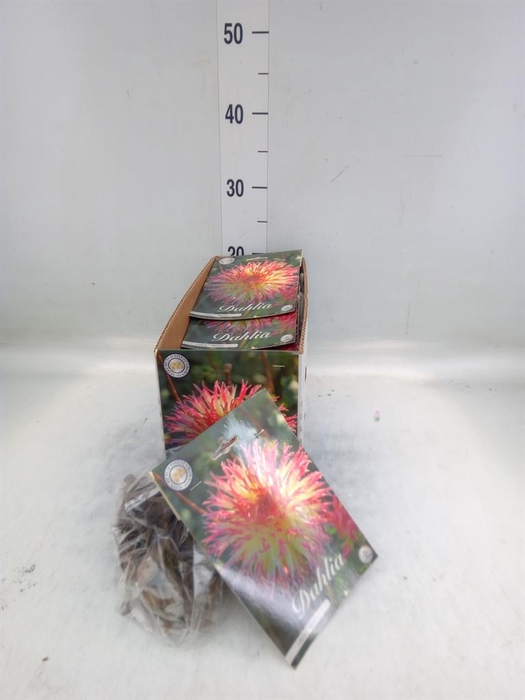 Dahlia   ...flowerbulbs