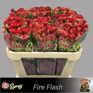R TR FIRE FLASH