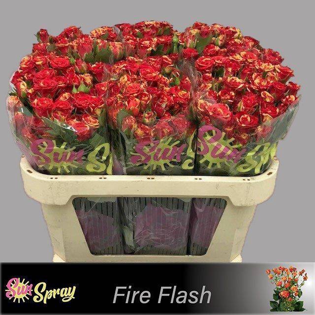 <h4>R TR FIRE FLASH</h4>