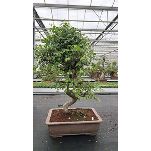 Zelkova parvifolia, pot 50 cm., height 90cm (single item)