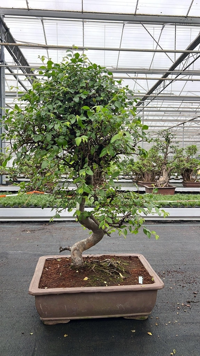 <h4>Zelkova parvifolia, pot 50 cm., height 90cm (single item)</h4>