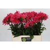 Dahlia Pink Punk