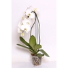 PHALAENOPSIS CASCATA P15 BRANCO 2 HT