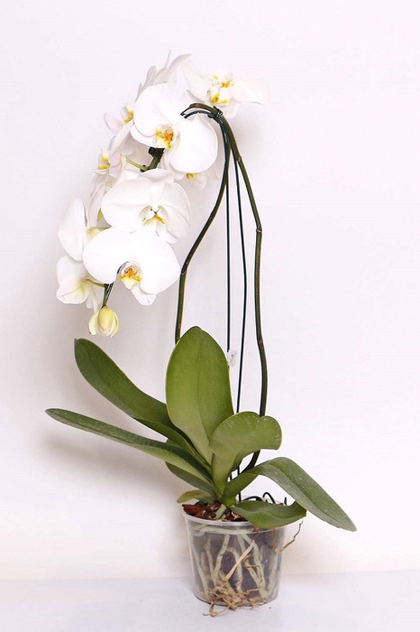 <h4>PHALAENOPSIS CASCATA P15 BRANCO 2 HT</h4>