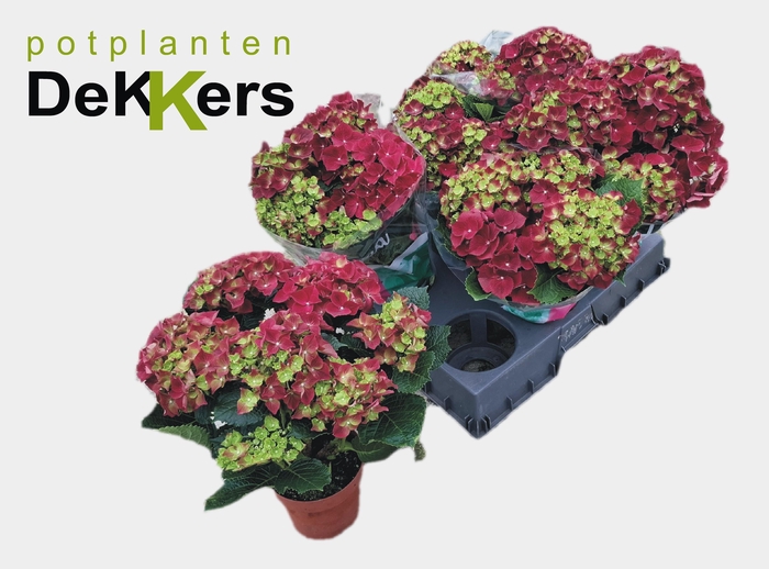 <h4>HYDR M HI RIVER</h4>