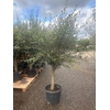 Olea europaea (Olijf) stam 35ltr