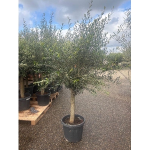 Olea europaea (Olijf) stam 35ltr