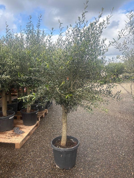 <h4>Olea europaea (Olijf) stam 35ltr</h4>