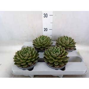 Echeveria   ...not flowering