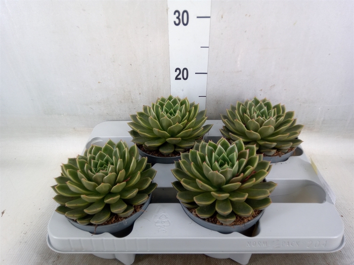 <h4>Echeveria   ...not flowering</h4>