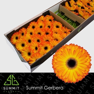 Gerbera Catwalk Doos