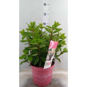Hydrangea pan.
