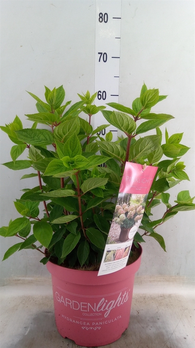 <h4>Hydrangea pan.</h4>