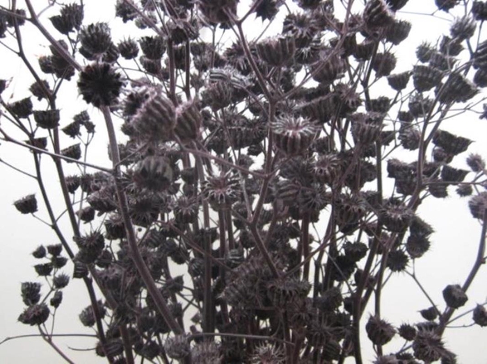 <h4>Abutilon G Aubergine L120</h4>