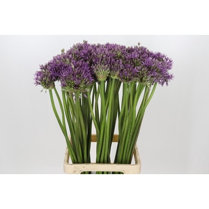 Allium Jackpot