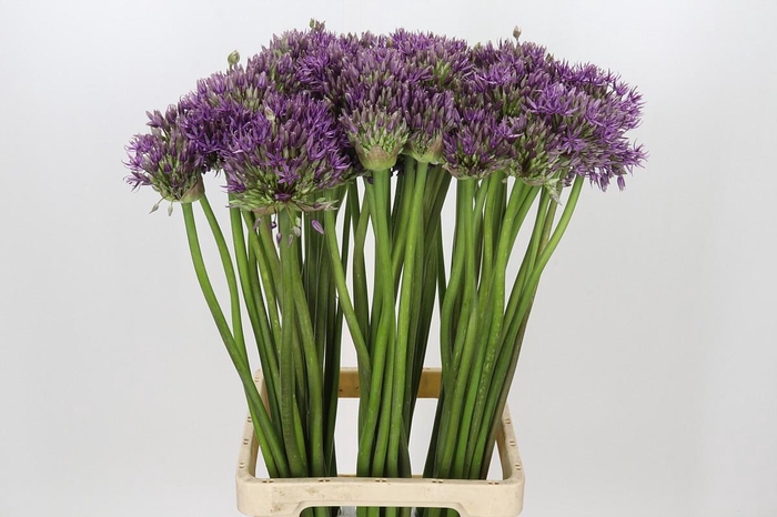 Allium Jackpot