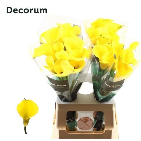 <h4>Calla Gold Medal</h4>