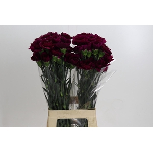 Dianthus St Purple Damascus