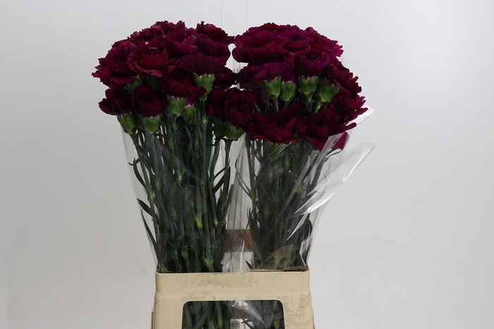 Dianthus St Purple Damascus