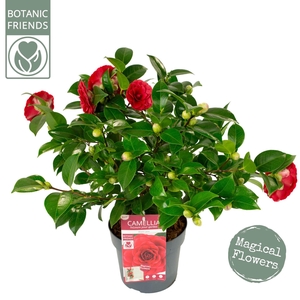 Camellia japonica