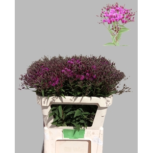 VERNONIA CRINITA