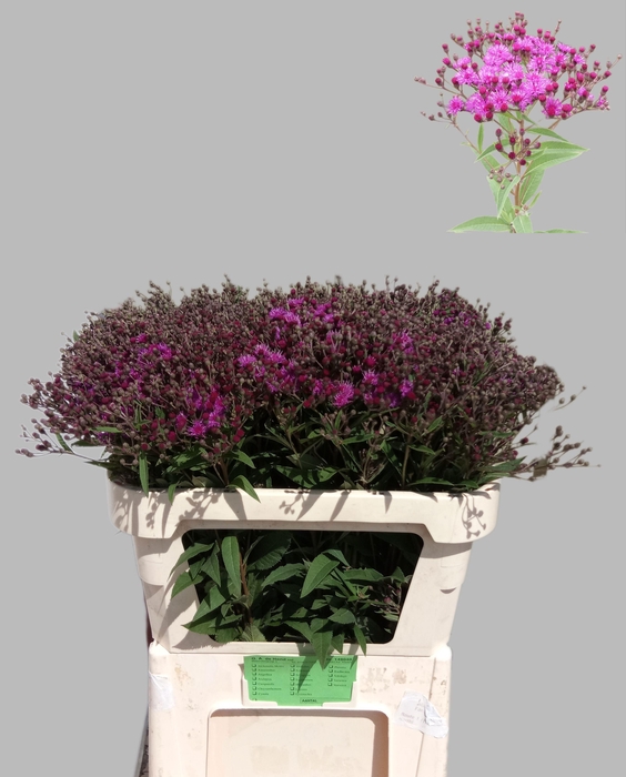 <h4>VERNONIA CRINITA</h4>