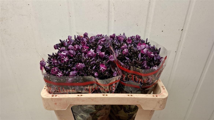 <h4>PHLOX P MAG PU ILLUS</h4>