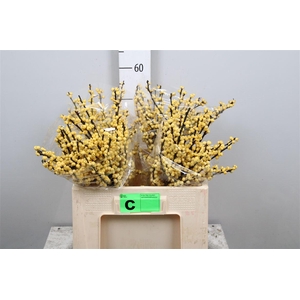 Ilex Ve Mag Citronella