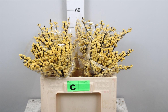 <h4>Ilex Ve Mag Citronella</h4>