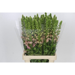 Antirrhinum Potomac Early Pink