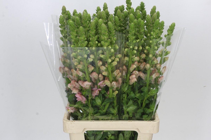 <h4>Antirrhinum Potomac Early Pink</h4>