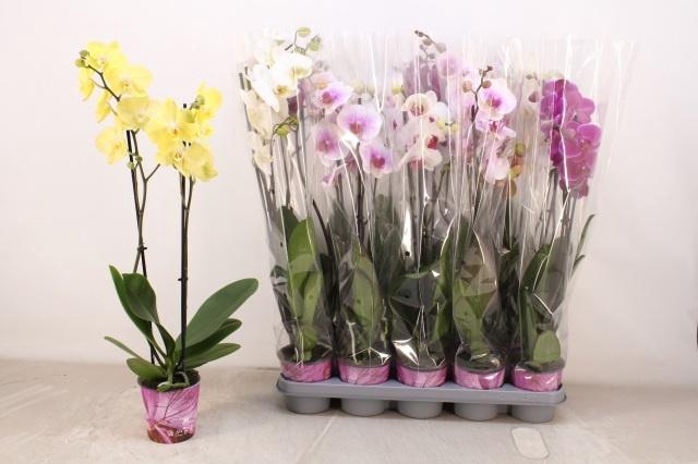 <h4>PHAL GEM 5 KL</h4>