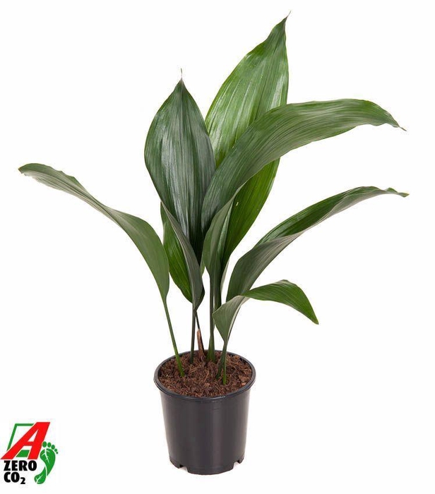 <h4>Aspidistra elat.</h4>