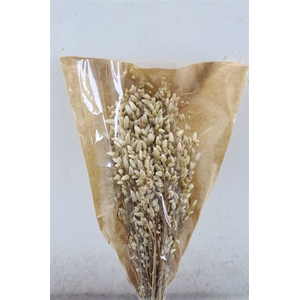 Dried Briza Maxima 50gr Bunch Nat Slv