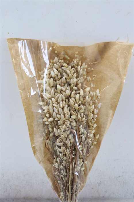 <h4>Dried Briza Maxima 50gr Bunch Nat Slv</h4>