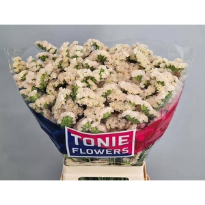 LIM S APRI SUN BIRDS