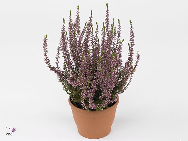 Calluna vulg. 'Garden G Rosita'