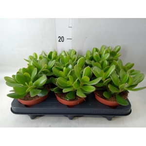 Crassula  'Magical Tree'