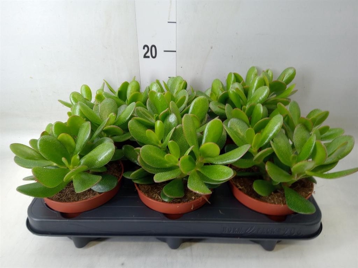 <h4>Crassula  'Magical Tree'</h4>