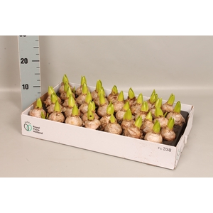 (X) Bol op pot Hyacint 7cm 1pit White