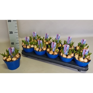 Bol op pot Muscari Atlantic 12cm